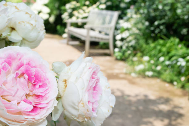 istock Close-up of white and pink roses 1494746385