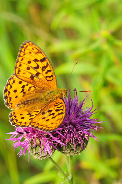 istock Beautiful butterfly on flower (Argynnis paphia). 149474739