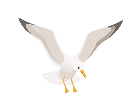 Seagull landing. Vector cartoon  illustration of sea bird isolated on white background. Flat icon.