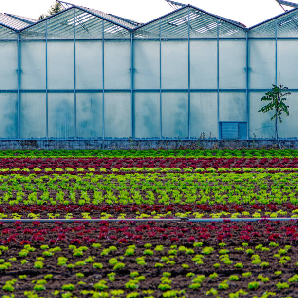 greenhouse with salad plants