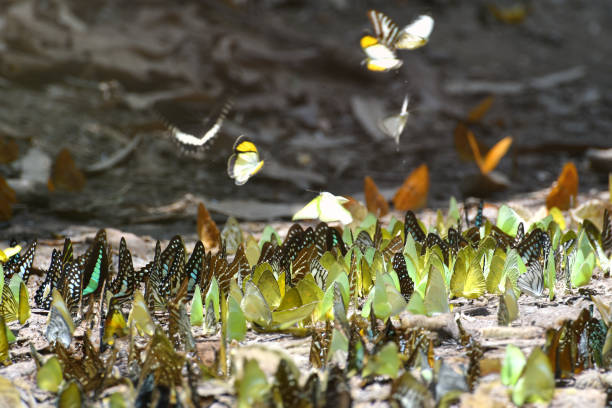istock Butterfly at Kaeng Krachan National Park, Thailand. 1494750163
