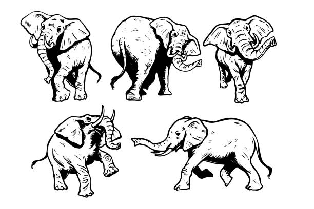 Elephant Illustrations Hand drawn illustrations of elephants. cnidarian stock illustrations