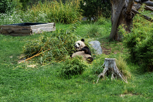 Panda is resting lying on the grass and leaning on a large stone and gnawing a stick of bamboo.