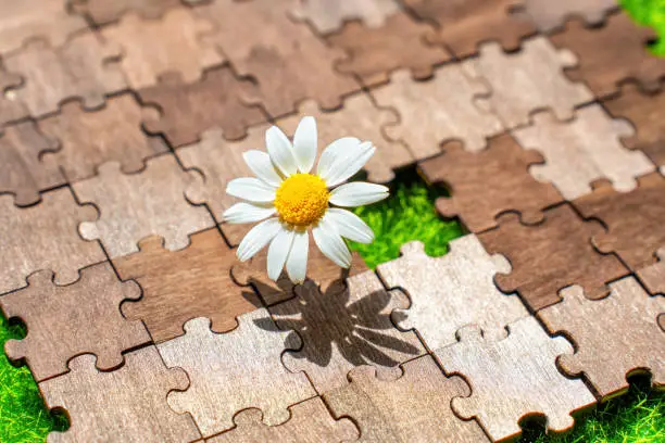 Blossoming daisy finds its perfect spot within the empty cell of a wooden puzzle. Creative resilience and adaptability related concept.