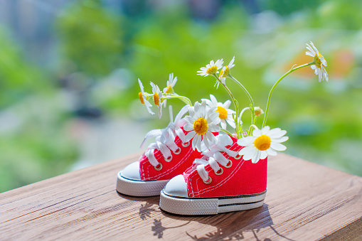 istock Tiny Red Canvas Shoes with Fresh Daisies Outdoors 1494750959