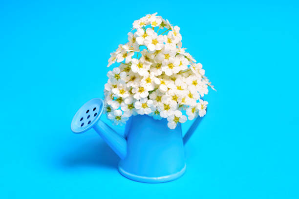 istock Lush Spiraea Vanhouttei Blossoms Bouquet in a Tiny Watering Can 1494751244