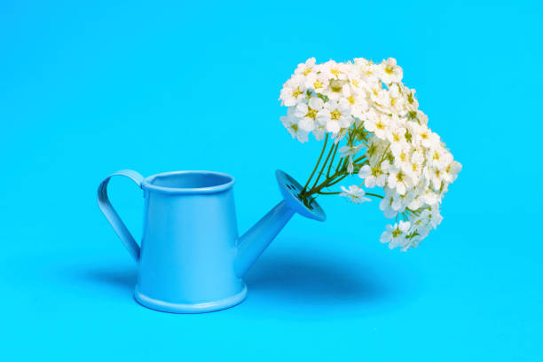 istock Miniature Watering Can with Tree Blossoms on Blue 1494751247