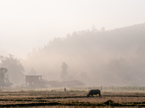 The Buffalo was Walking and The Farmer on The Rice Field behind The Fog and Mountains