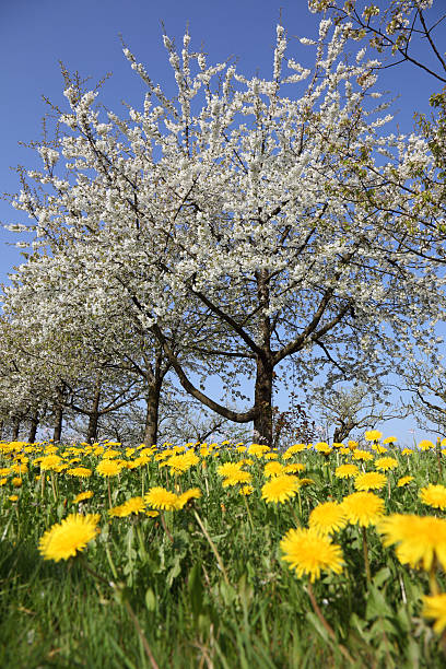 A decorative cherry tree with pink flowers blooming in spring.