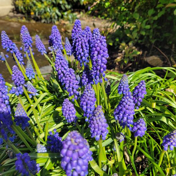 istock Purple flowers adding a perfect view with white flowers 1494754973