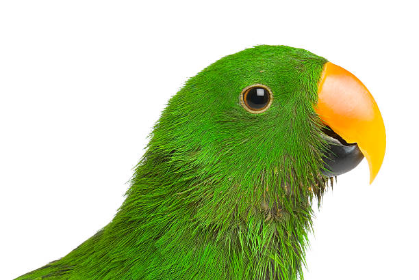 Eclectus Parrot, 20 months old, isolated on white background. Eclectus Parrot, 20 months old, isolated on white background. eclectus parrot stock pictures, royalty-free photos & images