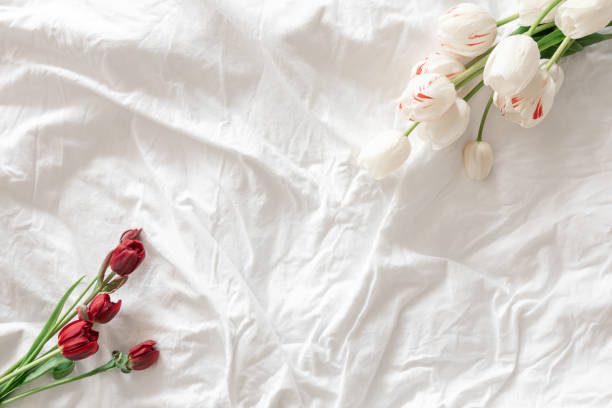 istock Fresh flowers tulips in a white bed, top view, copy space. 1494757210