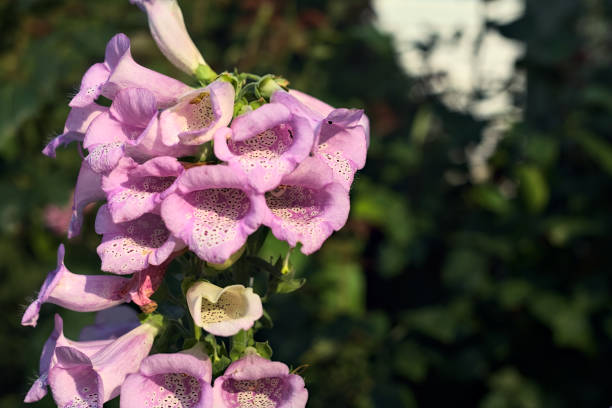 istock Pink snapdragon in bloom seen up close 1494757447