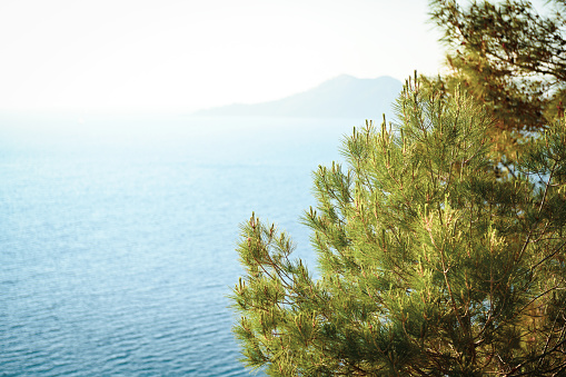 pine tree on the background of the sea