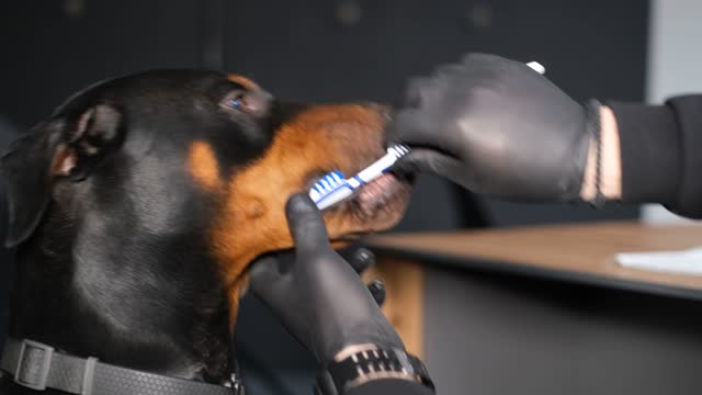 Close-up of the head of a purebred dog while brushing its teeth. Oral hygiene of dogs.