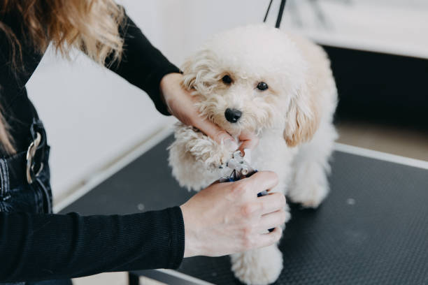 peluquero recorta las garras del perro. - fur trim fotografías e imágenes de stock