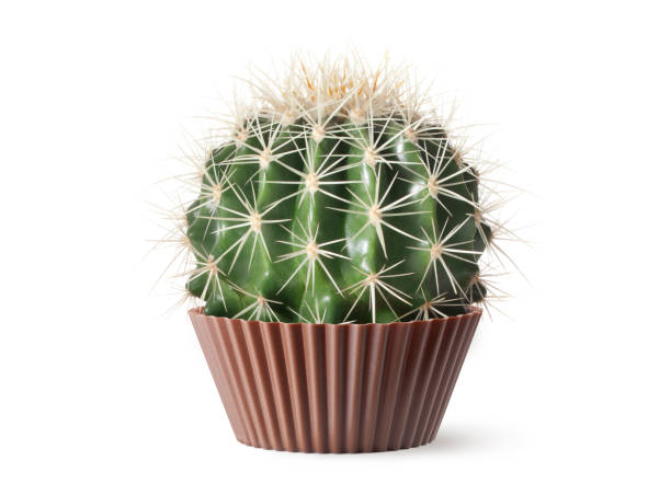 istock Sweets is bad for your health. Cactus in cupcake holder. 1494759640