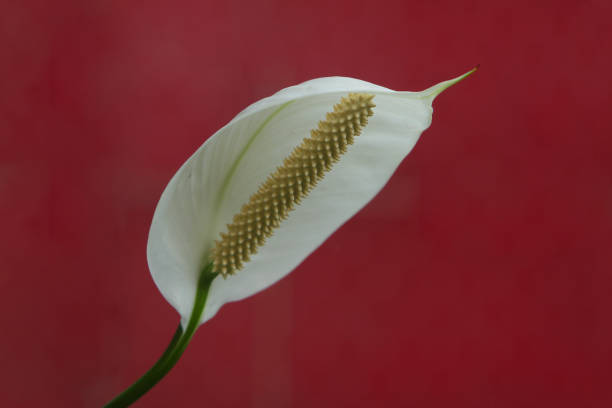 꽃 봉 오리 - peace lily lily stamen single flower 뉴스 사진 이미지