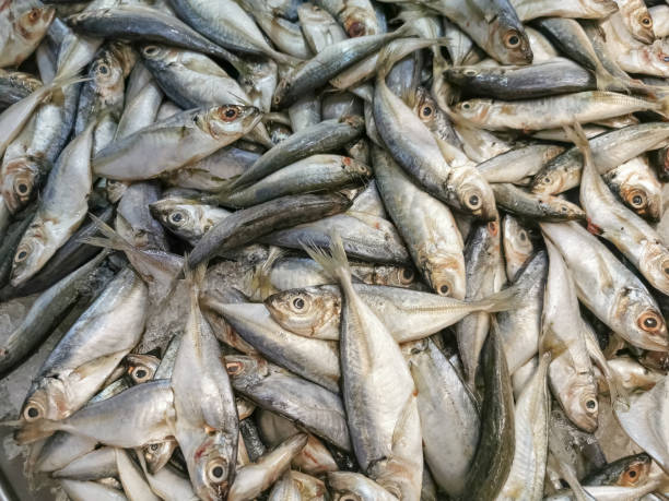 детальный вид нескольких сардин, целая свежая рыба в окружении колотого льда для продажи в супермаркете, коммерческая фотография еды - fish food raw ice стоковые фото и изображения