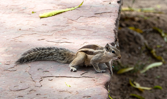 India, squirrel close-up view