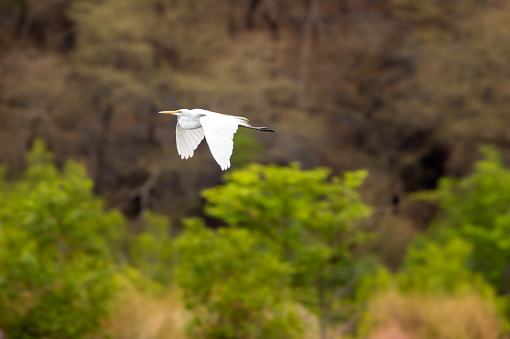 great egret or ardea alba with full wingspan in flight in natural green background at forest of central india