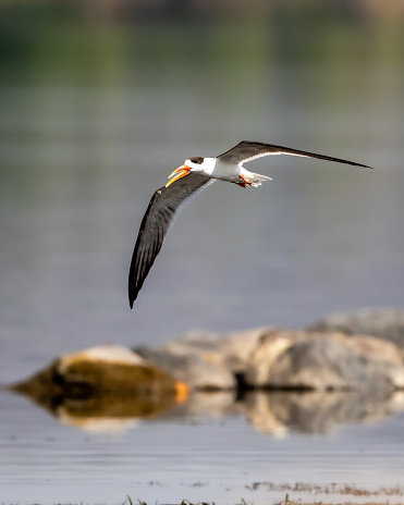 Indian skimmer or Indian scissors bill or Rynchops albicollis skimming and flying over chambal river water in natural scenic view or background at dholpur rajasthan india asia