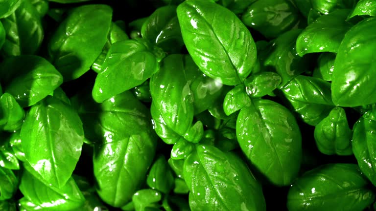 Rain falls on the basil leaves. Filmed is slow motion 1000 fps.