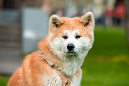 Adult Akita Inu dog in a city public park in Japan