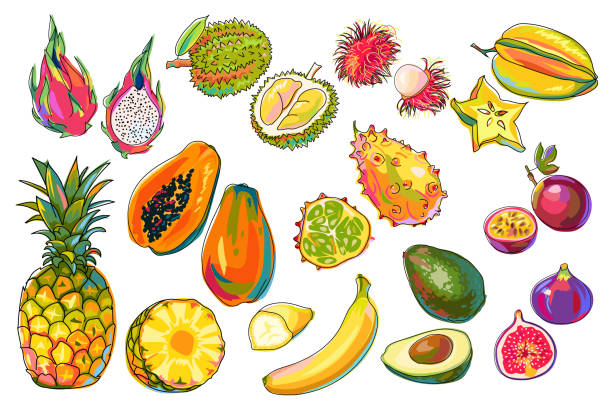 set von exotischen früchten isoliert. ananas, feige, papaya, banane, rambutan, kiwano, passionsfrucht, avocado, pitaya, durian, karambole. bunte tropische früchte im cartoon-stil auf weiß. vektor. - kawani fruit stock-grafiken, -clipart, -cartoons und -symbole