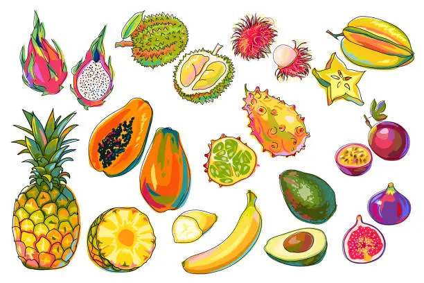 Vector illustration of Set of exotic fruits isolated. Pineapple, fig, papaya, banana, rambutan, kiwano, passion fruit, avocado, pitaya, durian, carambola. Colorful tropical fruits in cartoon style on white. Vector.