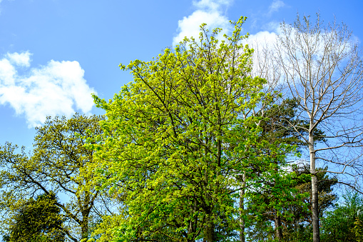 Sandnes, Norway, May 17 2023, Trees Against A Blue Sky On A Late Spring Evening With No People