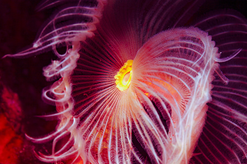 Abstract Sea life worm Spiral tubeworm Underwater beauty Scuba diver point of view