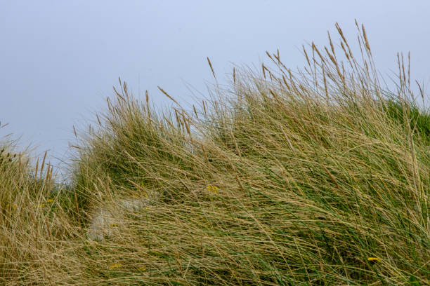 istock Long Grass Covered Natural Sand Dunes Protecting Againg Coastal Erosion 1494772867