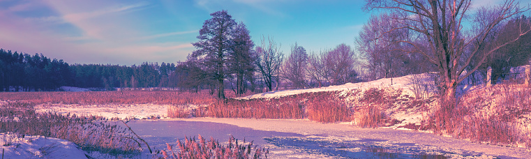 Winter landscape. The banks of frozen river with reeds and trees. Horizontal banner