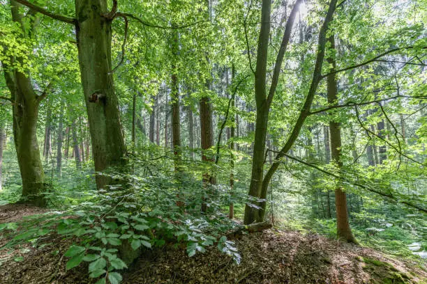 beech trees in the summery mixed forest