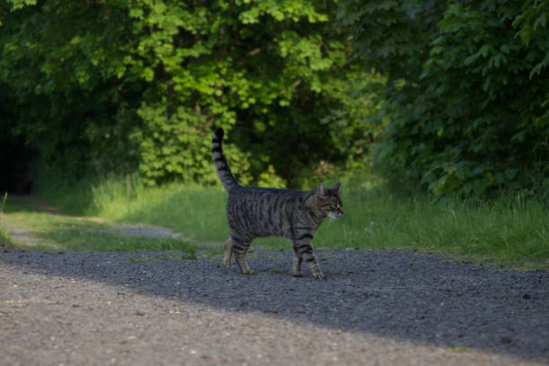 istock A stray cat walks along a country road 1494774595