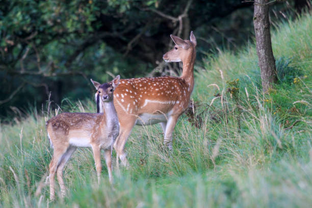 istock A female fallow deer with her calf in a sloping grassy landscape 1494775435
