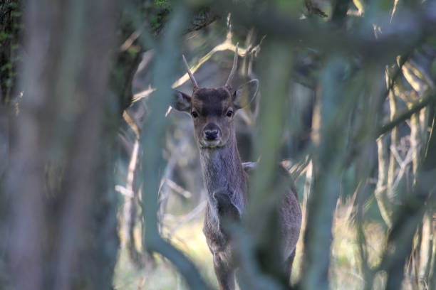istock Young fallow deer stag with antlers looks straight into the camera 1494775453