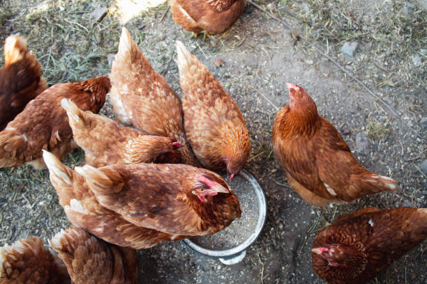 istock Chickens in the garden 1494777125