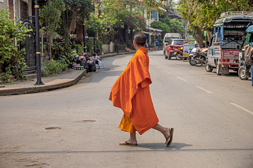 Buddhist monk walking in along rice field with palm trees going about with alms bowl to receive food and village girl giving food and flowers to monk in morning in Thailand