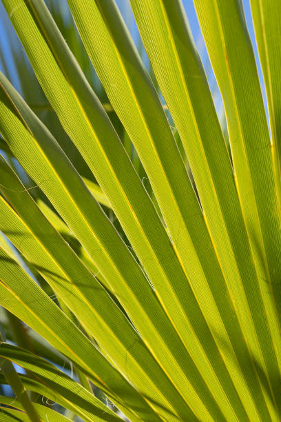 istock lush green palm leaf decorative botanical close-up 1494778693