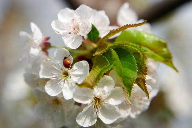 Ladybug on a white grapefruit flower. White grapefruit flower bloom on the tree.