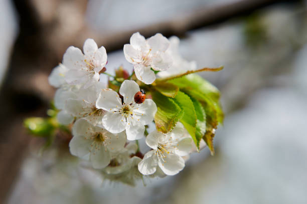A vibrant ladybug delicately perched on blooming cherry blossoms, beautifully signifying the arrival of springs beauty