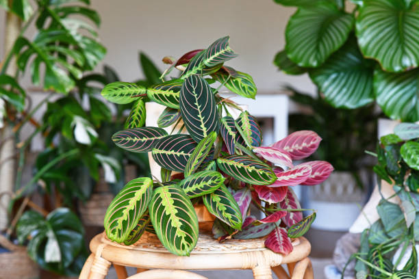 Tropical 'Maranta Leuconeura Fascinator' houseplant Tropical 'Maranta Leuconeura Fascinator' houseplant with leaves with exotic red stripe pattern table in living room with many plants calathea stock pictures, royalty-free photos & images