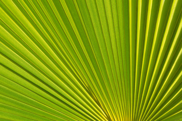 istock lush green palm leaf decorative botanical close-up 1494778780