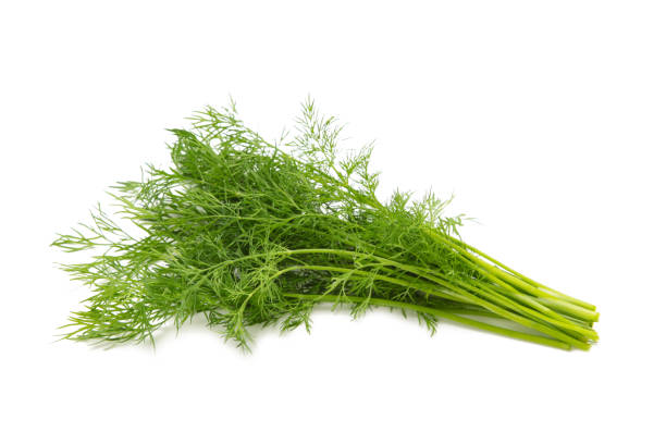 白い背景に新鮮な緑のディルを束ねる。 - fennel dill flower isolated ストックフォトと画像