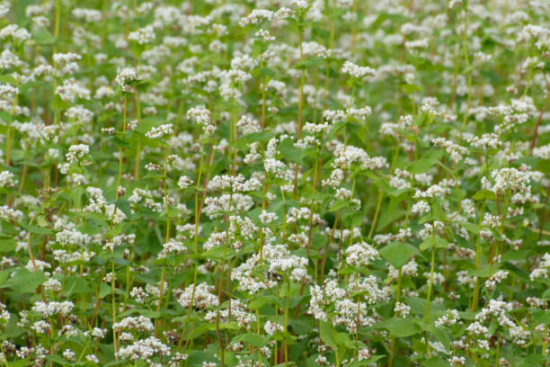 istock Buckwheat field with white flowers in full bloom 1494780435