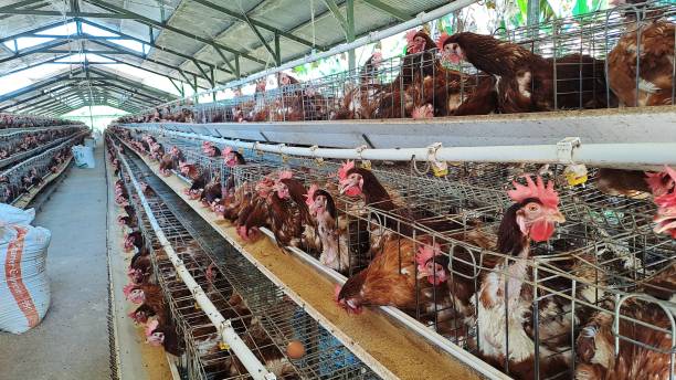 istock Egg Chicken Farming is also known as Laying Chicken Farm 1494780491