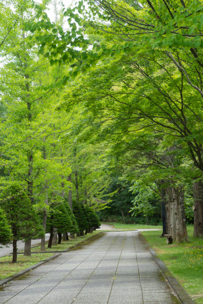 istock Park in early summer with fresh green trees 1494780610