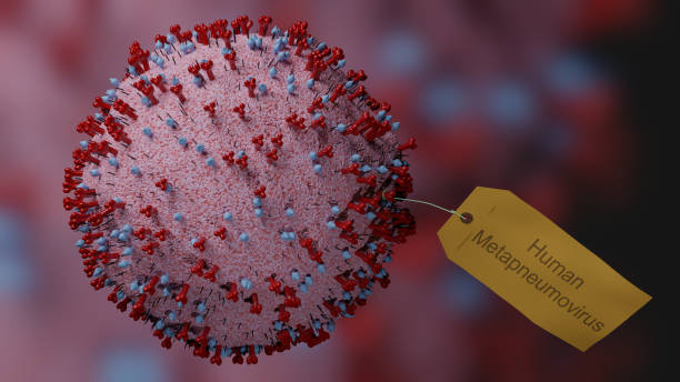 Understanding HMPV: A Guide to Human Metapneumovirus